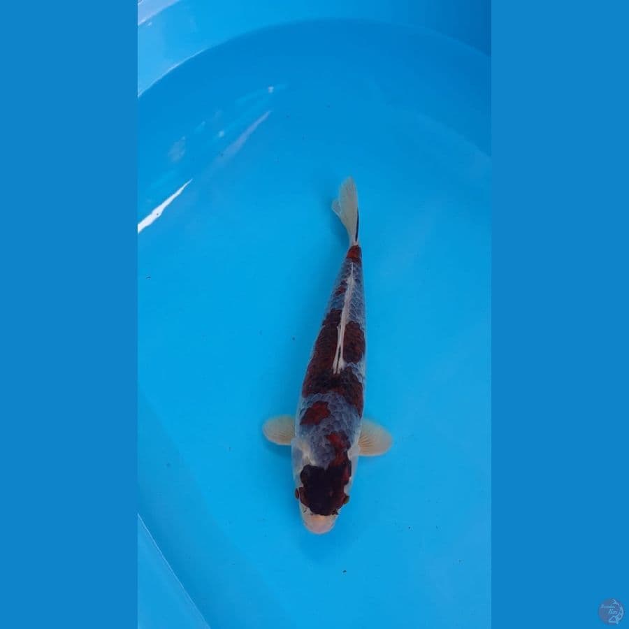 Budho Ghosiki M 26cm