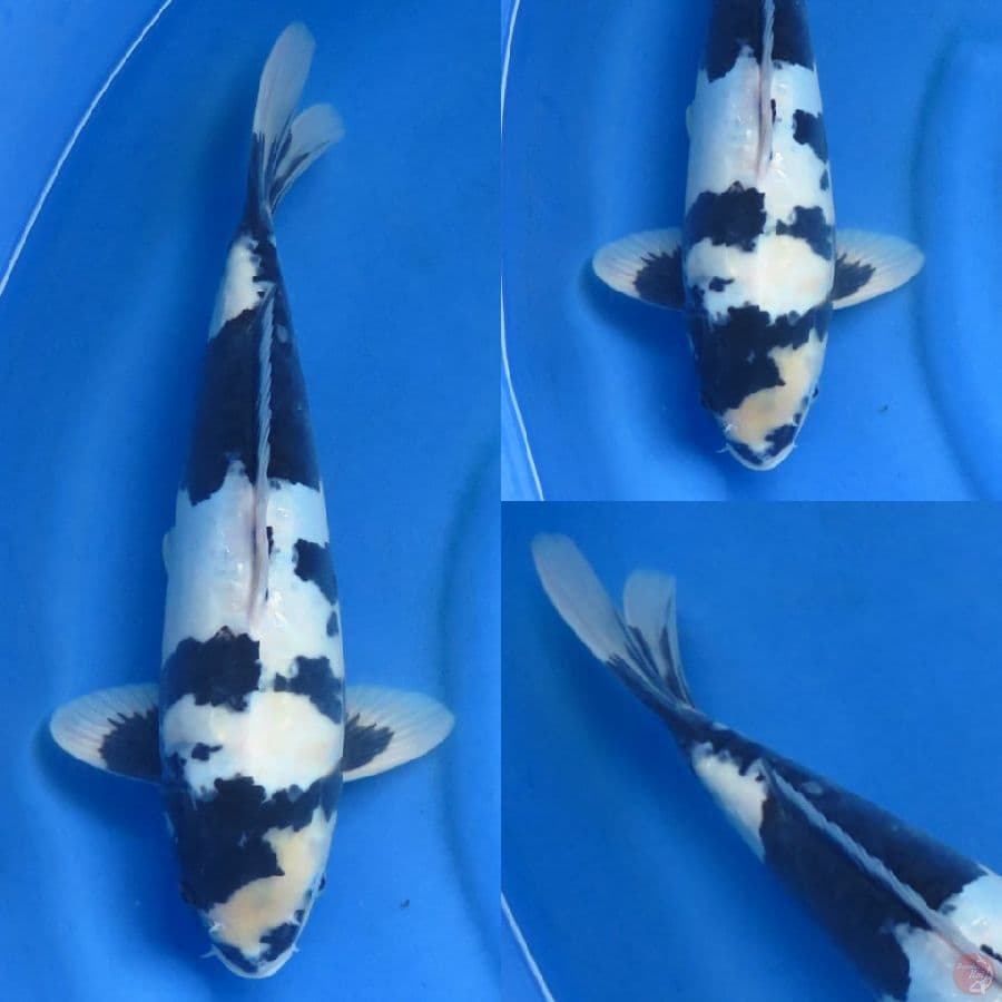 40cm , Shiro Doitsu Male