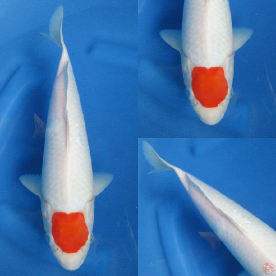31cm, Tancho Original