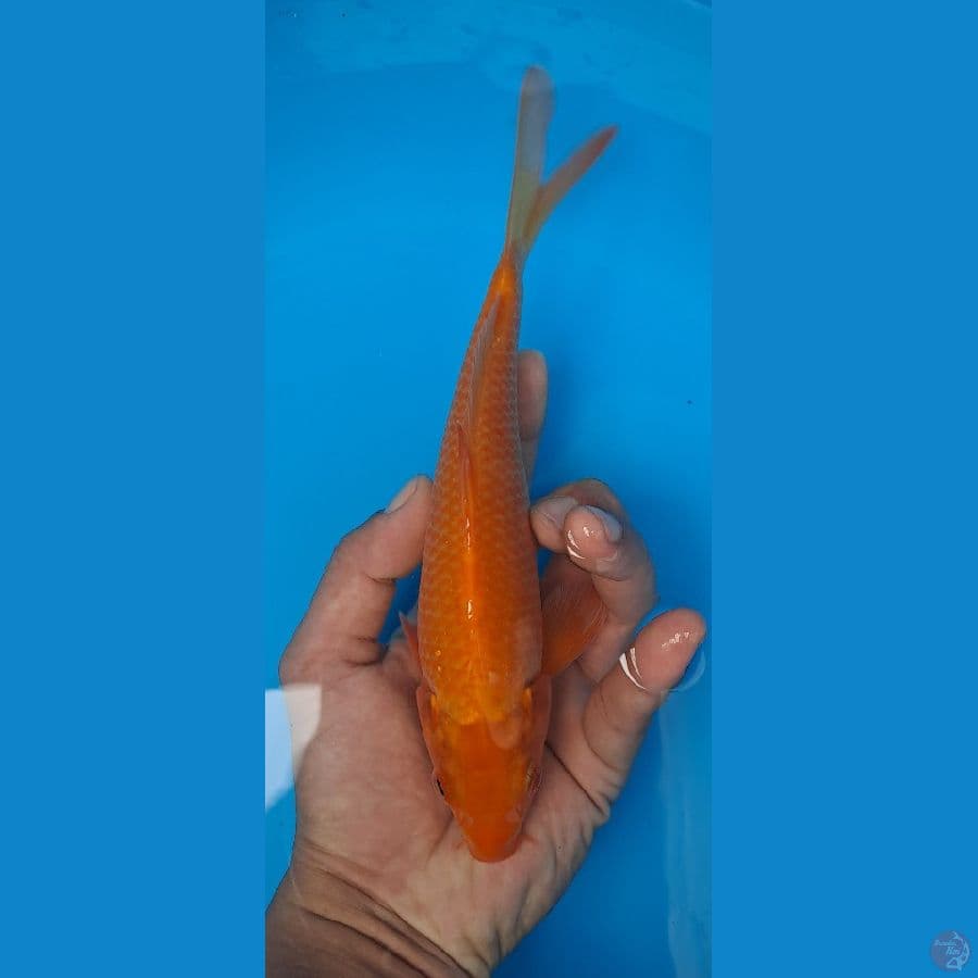 Red Karashi 20cm
