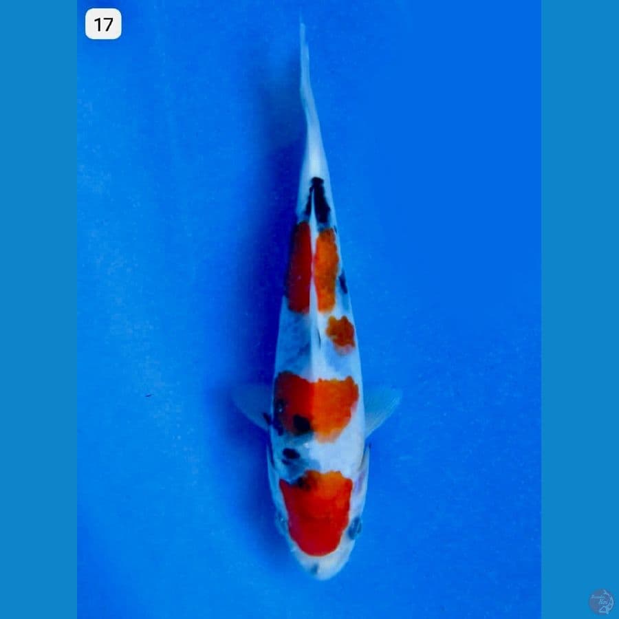 Showa tategoi 17cm