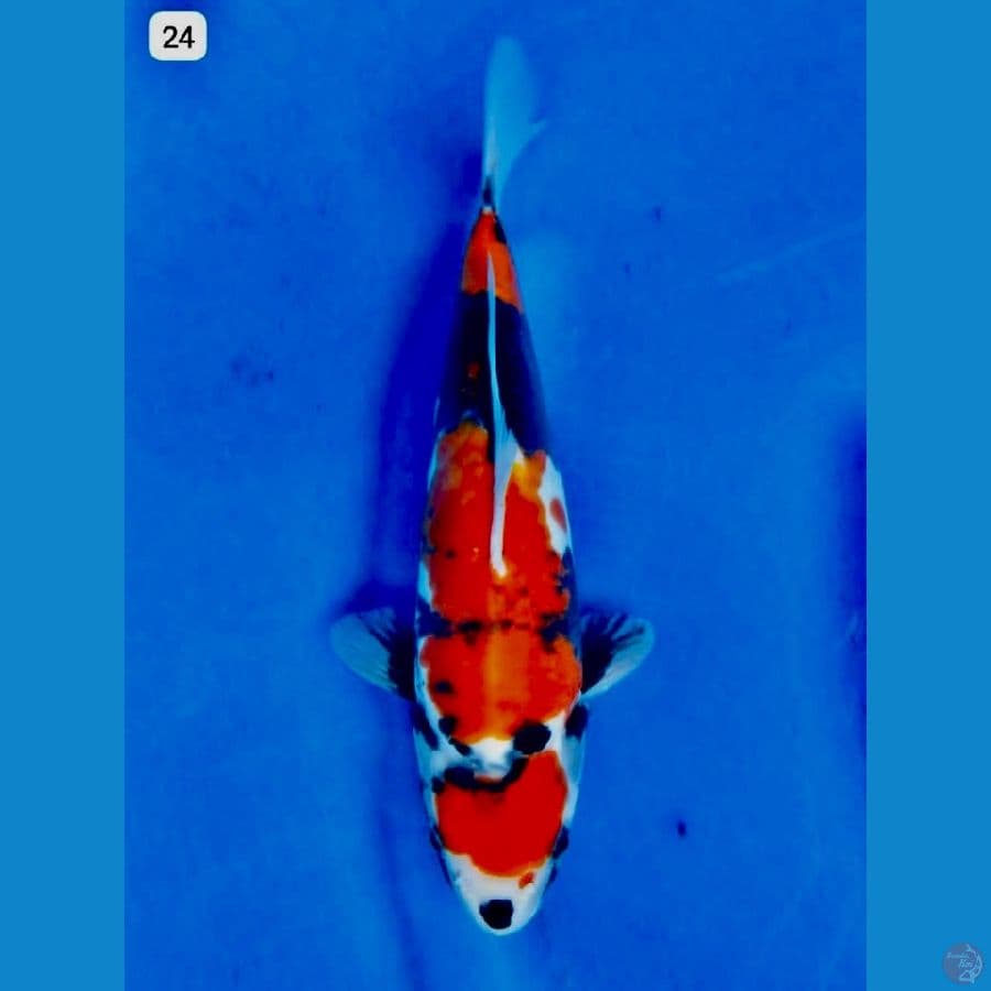 Showa doitsu 24cm