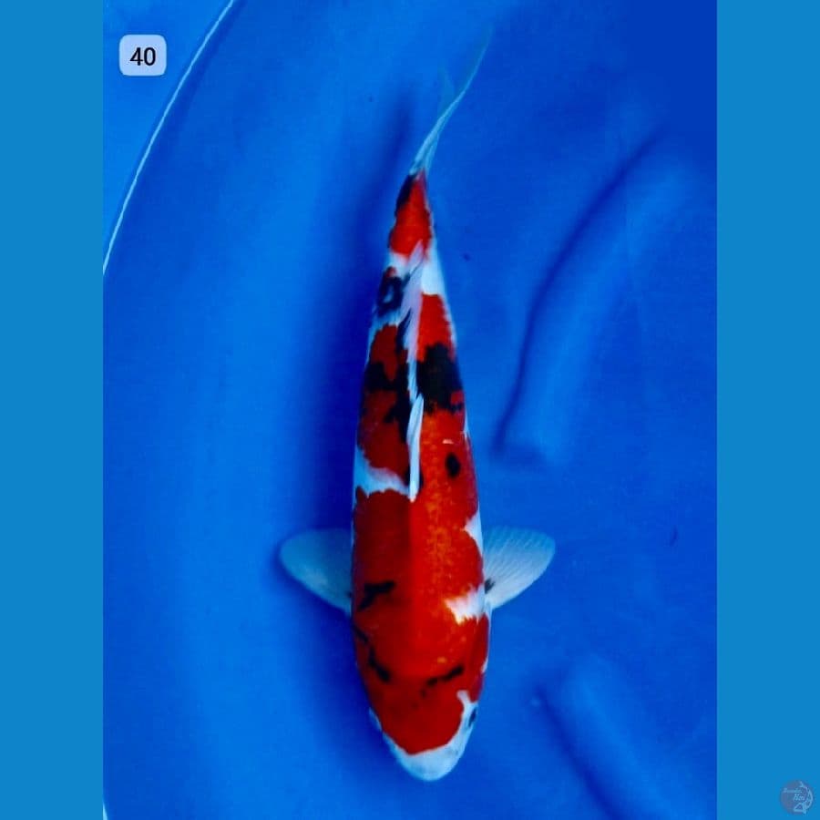Showa tategoi 40cm