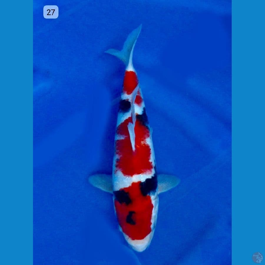 Showa 27cm