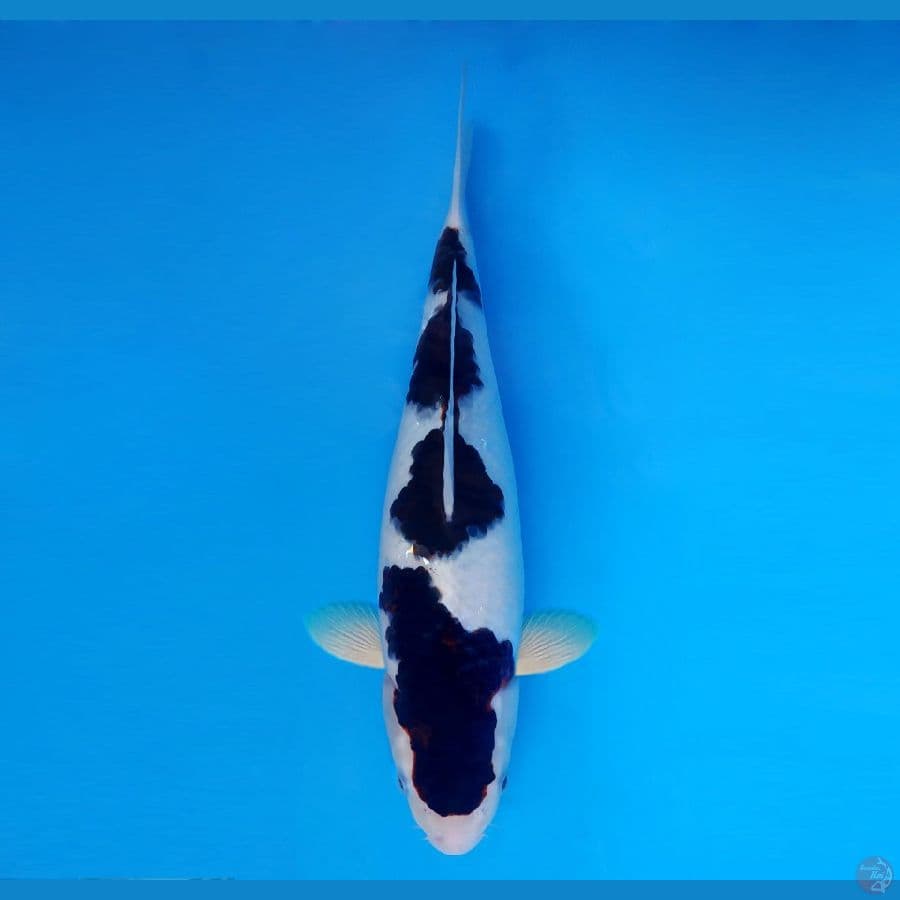 IZUMO 2 ~ Budo Goromo SPC 36 cm/fm™,-