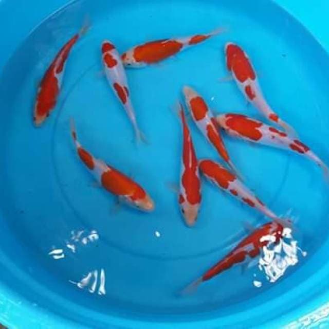 Mix kohaku doits 10 ekor