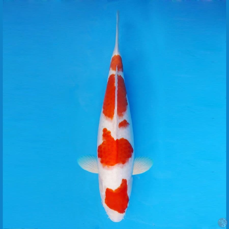 IZUMO 10 ~ Ai Goromo 44 cm/fm™,-