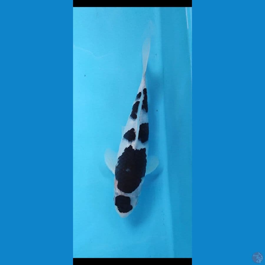 budo koromo 25 cm