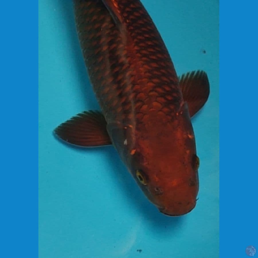 IMPORT CHAGOI MUTASI KARAMEL MARUDO 40BU