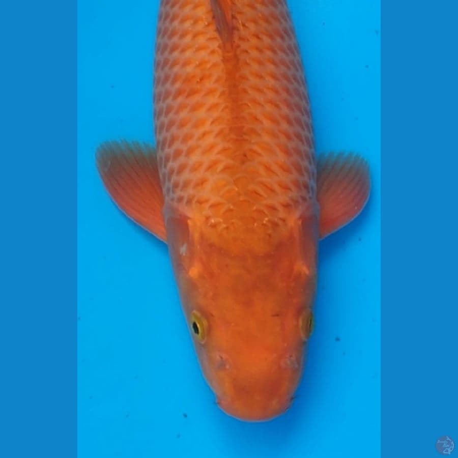 IMPORT CHAGOI MUTASI KARAMEL MARUDO 40BU