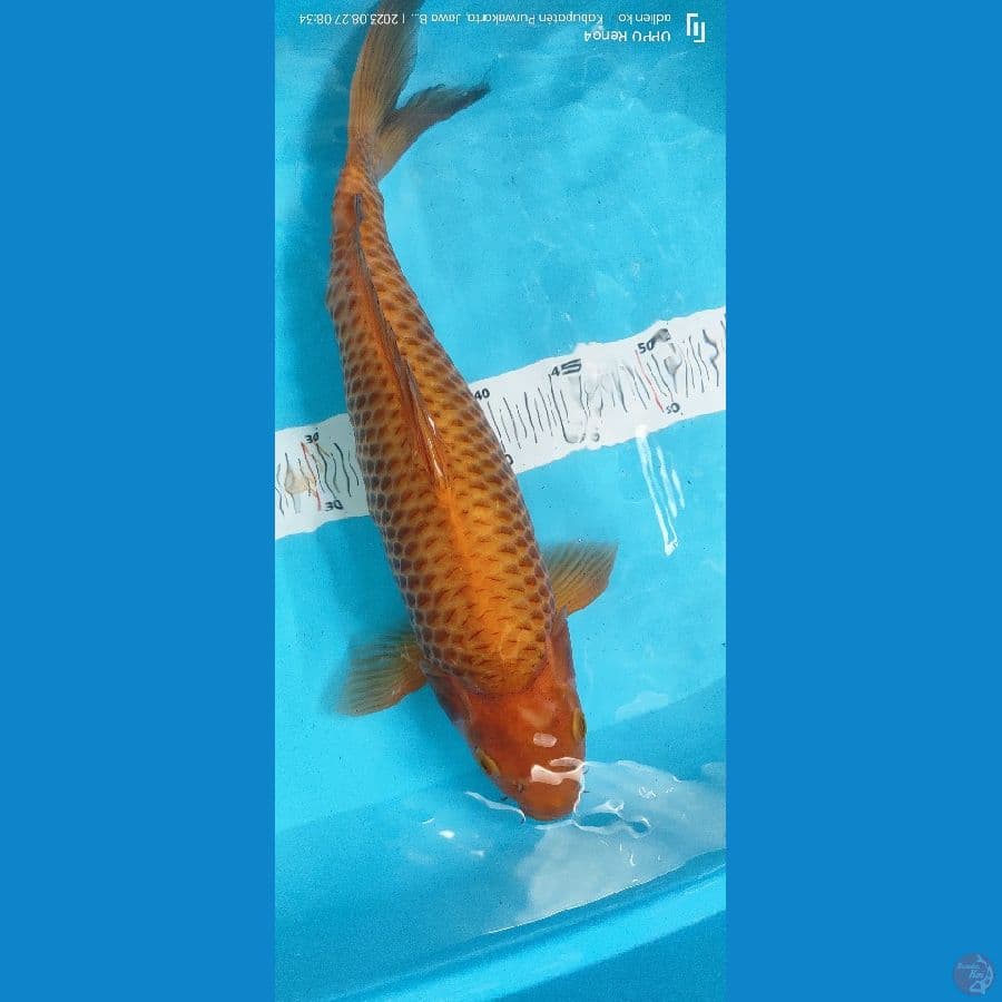 karamel 40 cm munuk