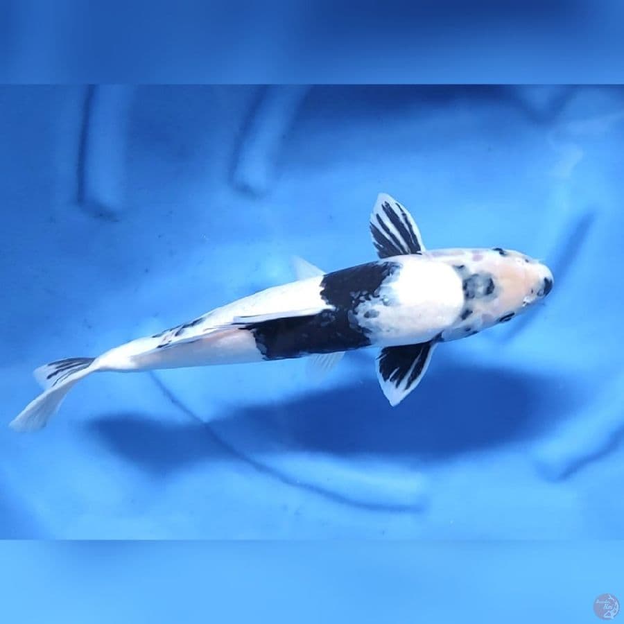 JUMBO SHIRO # 44CM - M