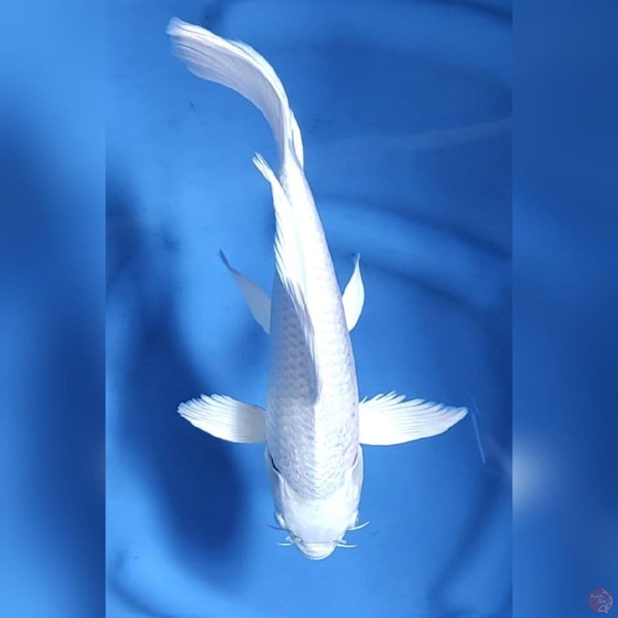 KUMPAY PLATINUM # 29CM - M
