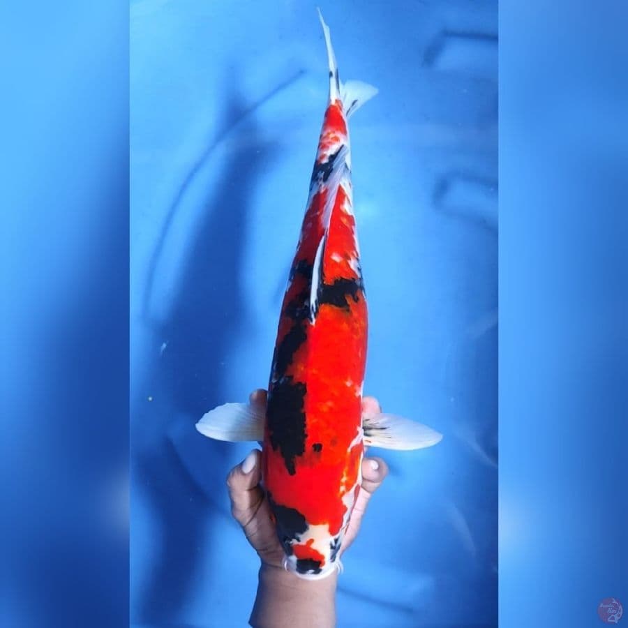 SHOWA JUMBO # 48CM - F