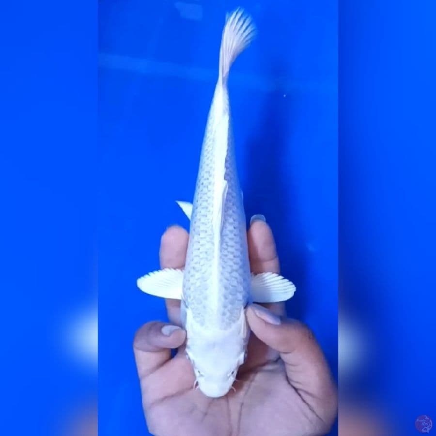 PLATINUM # 23CM - F