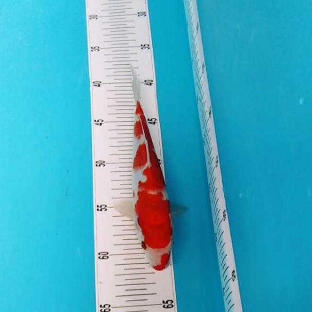 Kohaku original
