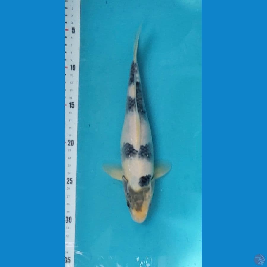Shiro Tategoi, 24 cm