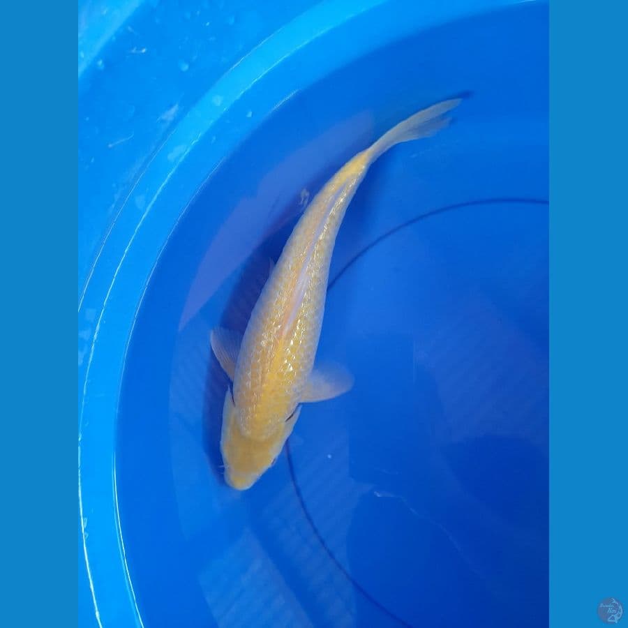 35cm karasi gindrin mata merah