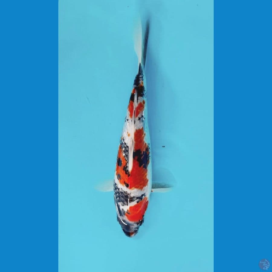 showa ginrin 20cm