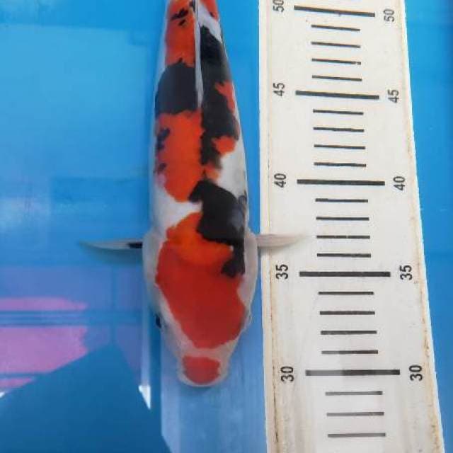 SHOWA DOITSU 29CM MALE GOOD QUALITY (IG @LYNNKOI_JAKARTA)