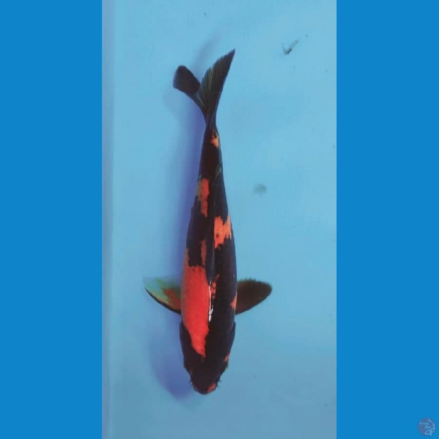 utsuri 19cm