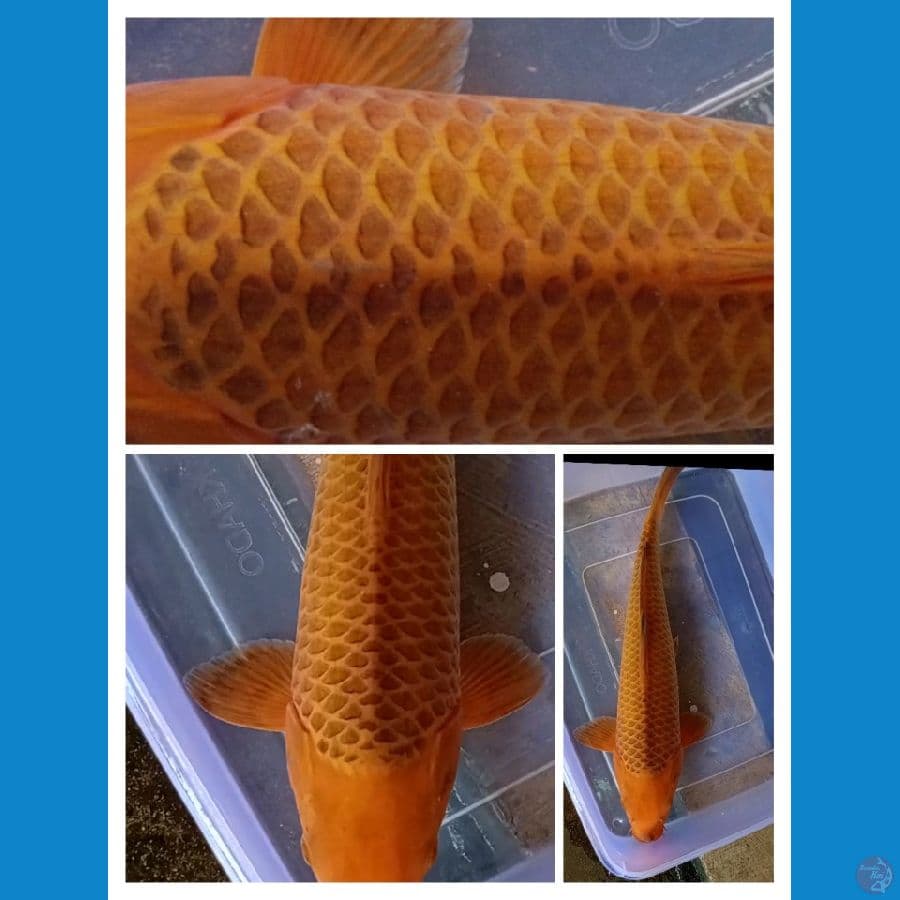 40cm.Karamel