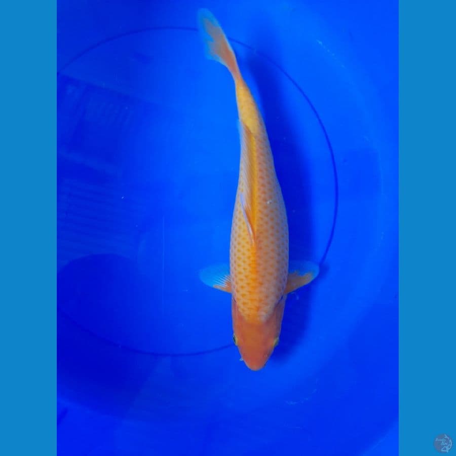 35cm red karasi