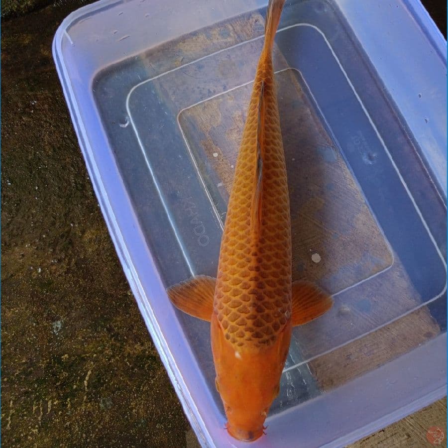 40cm Karamel