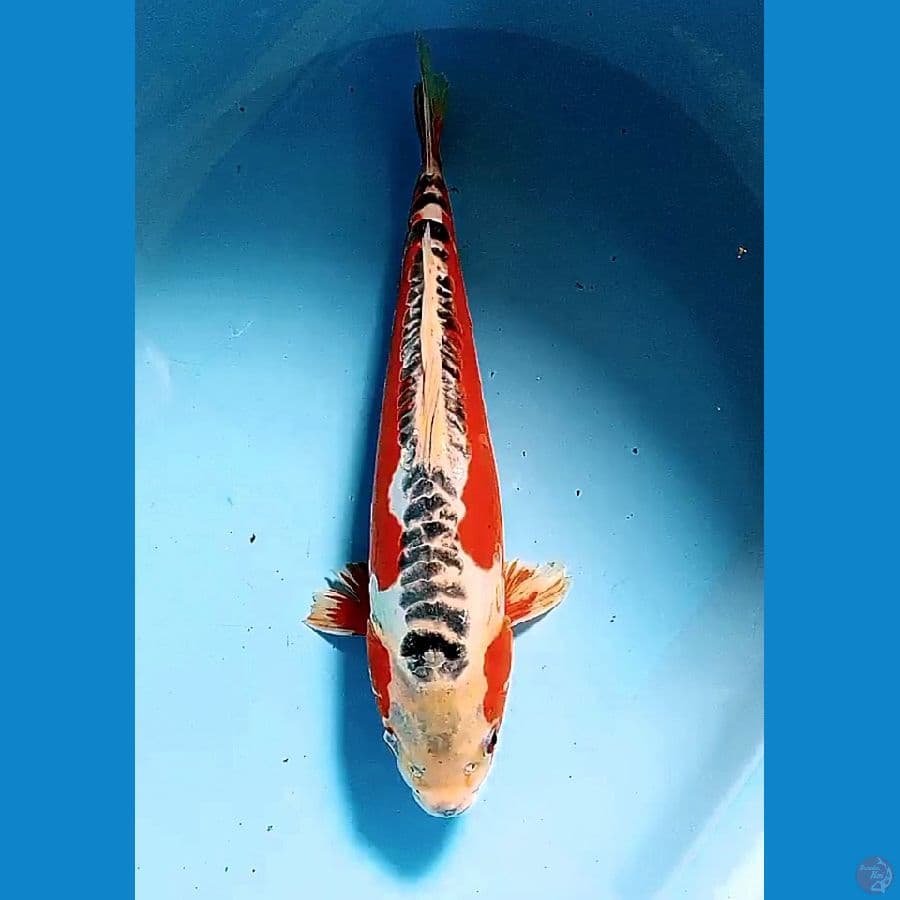 37 cm super red hana sushui