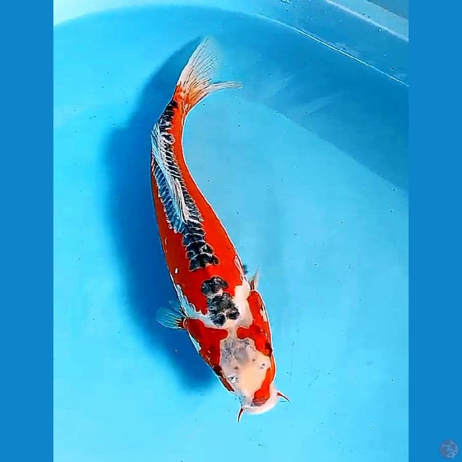 35 cm super red hanasushui