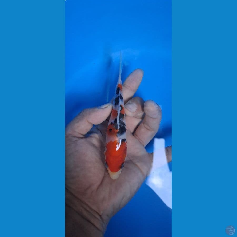 sanke 15 cm HQ