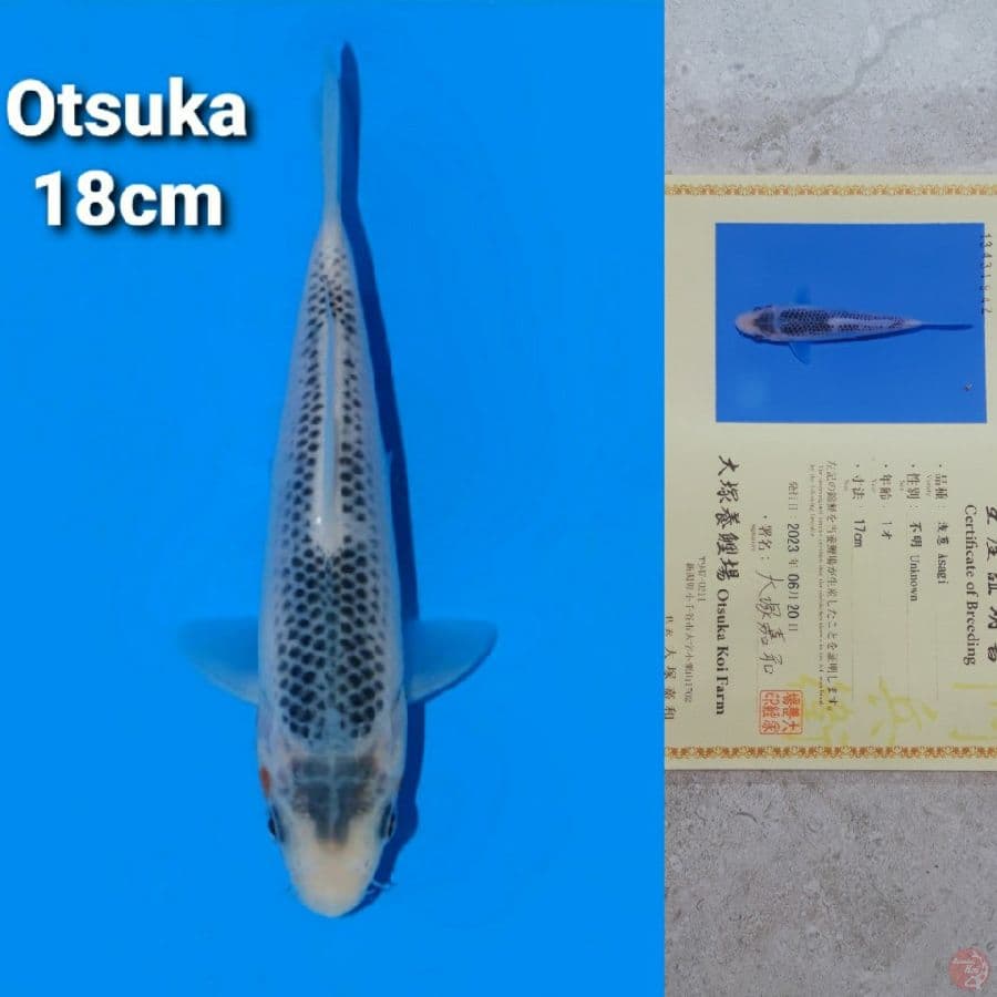 OTSUKA ASAGI 18CM SERTI