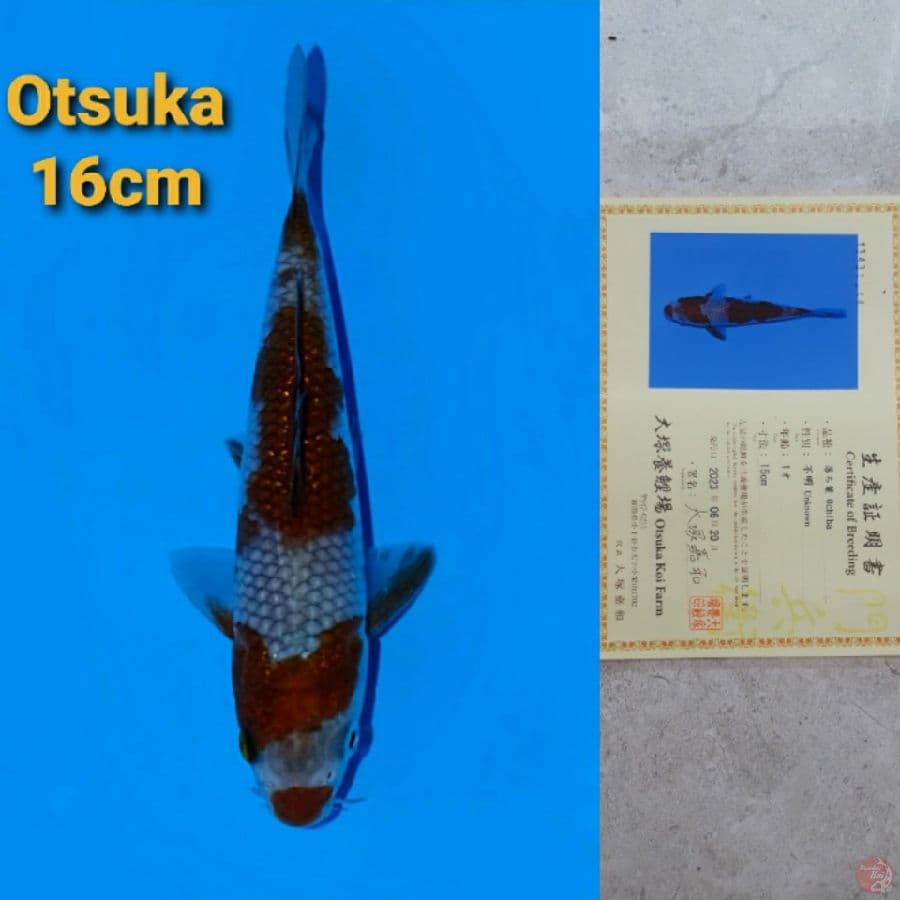 OTSUKA OCHIBA 16CM SERTI