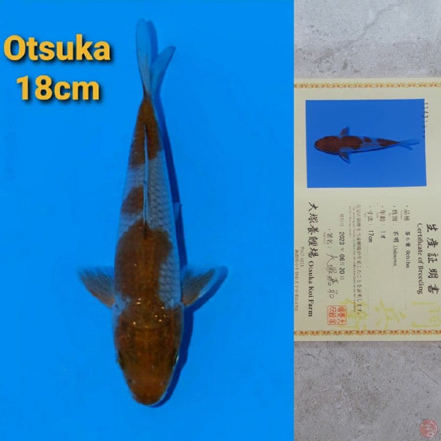 OTSUKA OCHIBA 18CM SERTI
