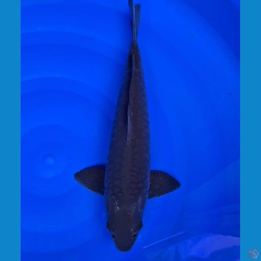 43cm male black karasu aragoke full