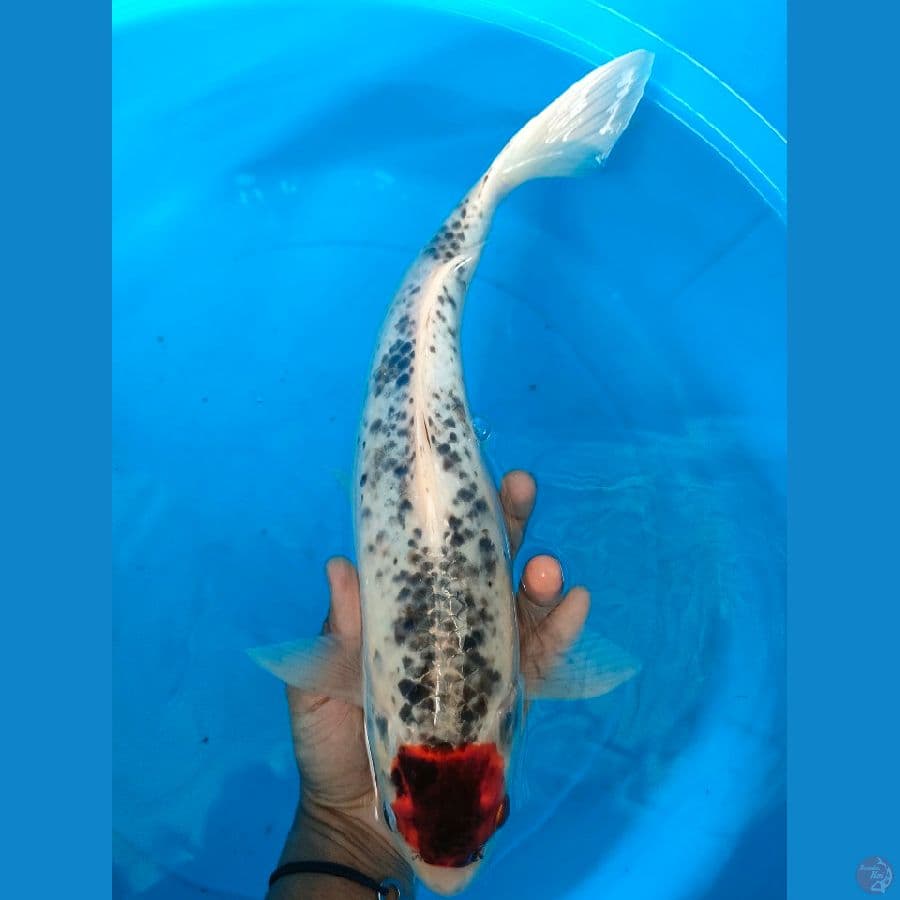 36 cm, tc gosiki M