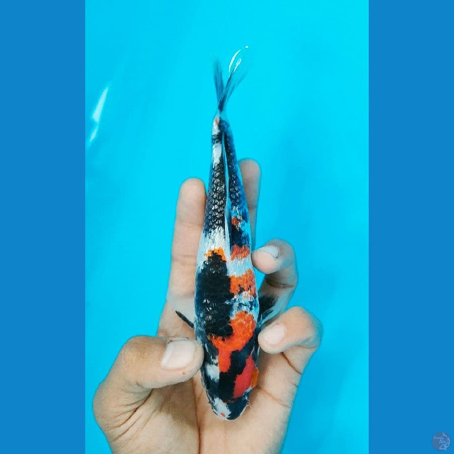 SHOWA (18CM)