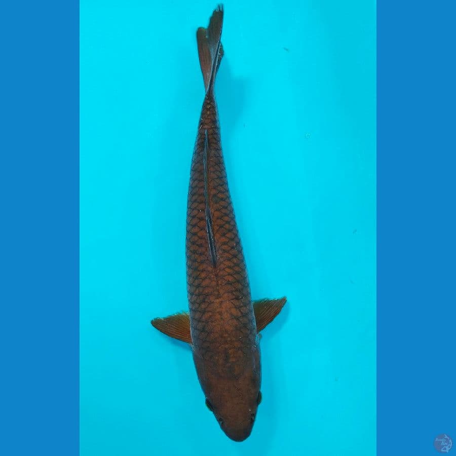 CHAGOI (40CM)