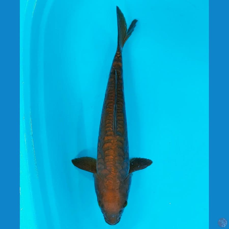 ARAGOKE CHAGOI (50CM)