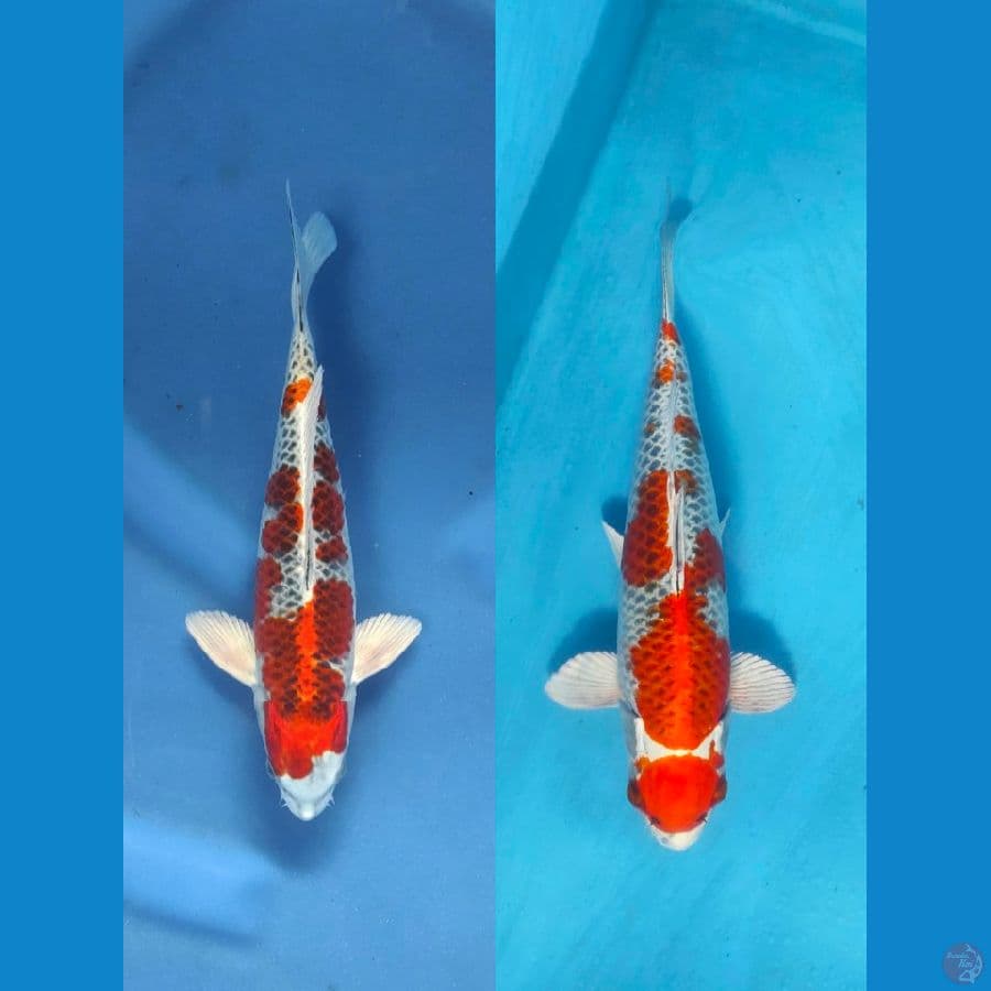 27-28cm male...