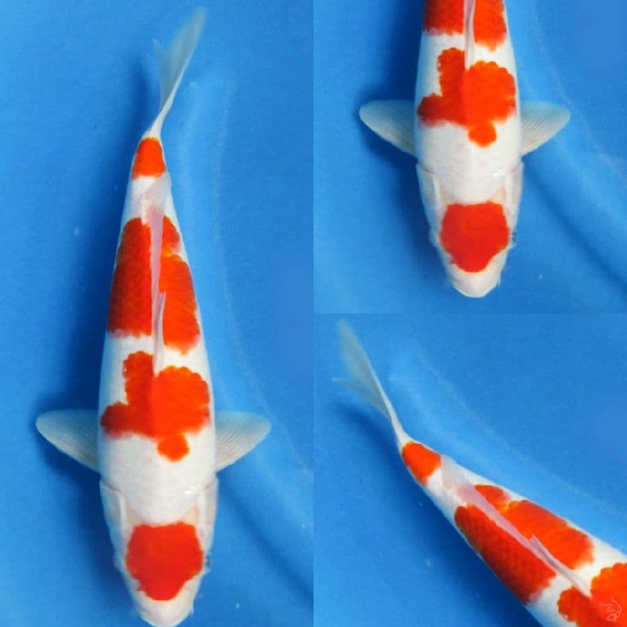 31cm, male Kohaku Ori