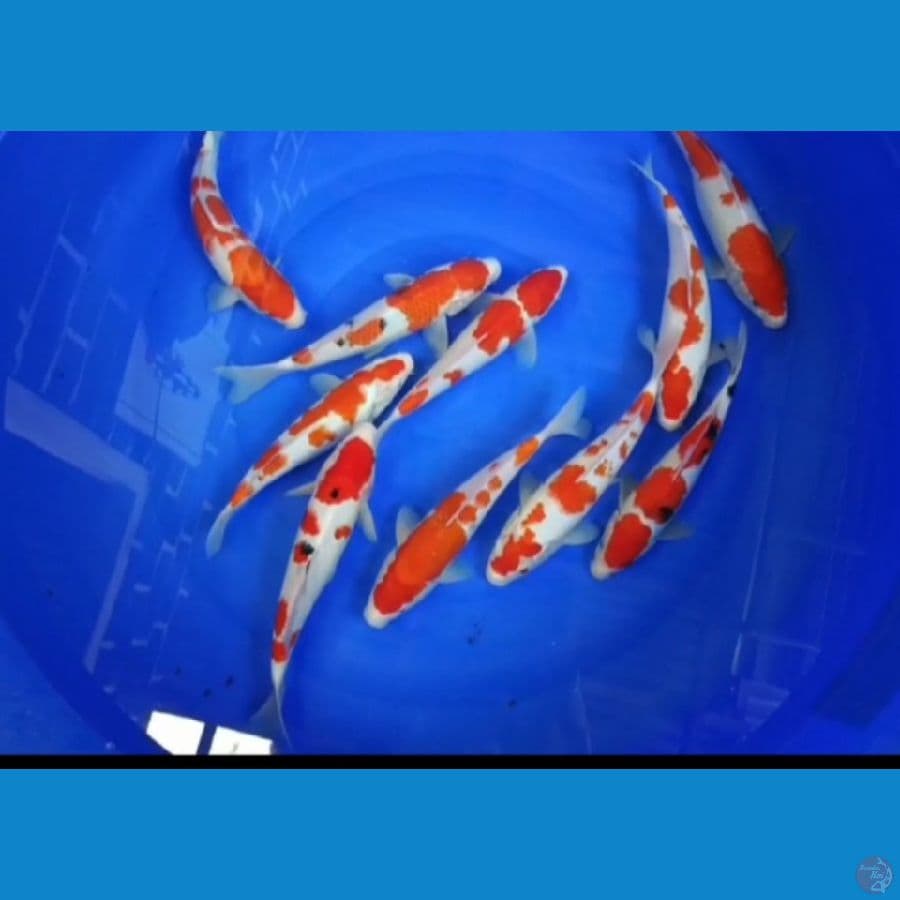 KOHAKU SANKE 27-30 cm 10 EKOR