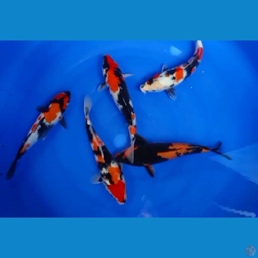SHOWA 25-29 CM