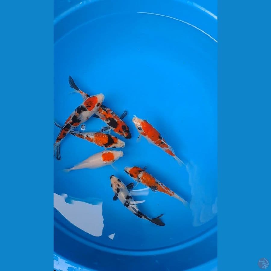 mix koi 7 ekor