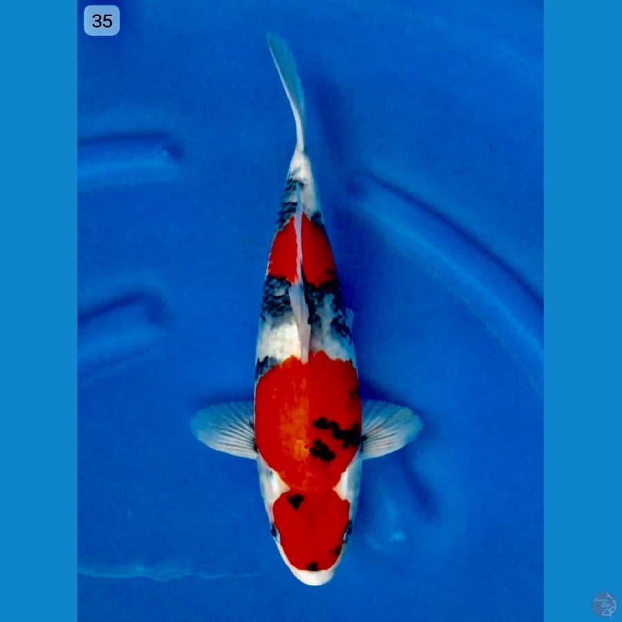 showa tategoi 35cm