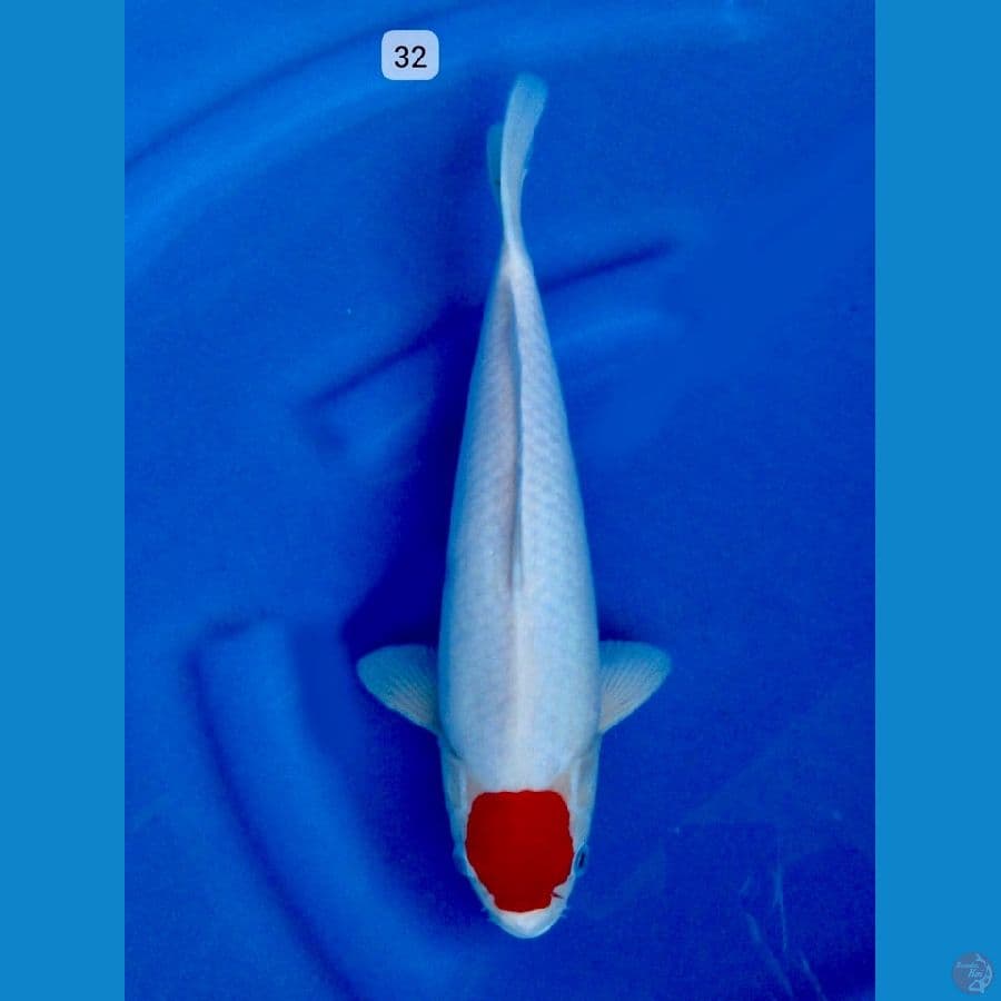 tancho kohaku 32cm