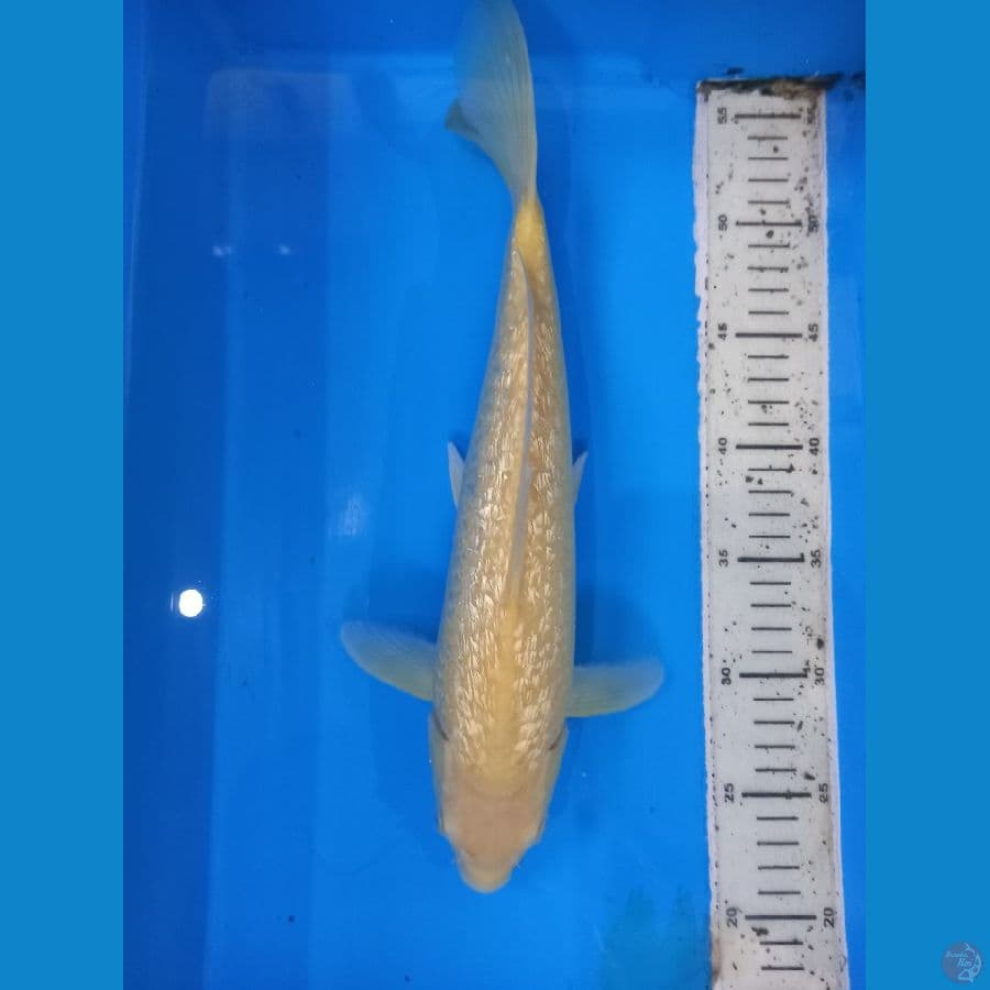 karashi 34cm
