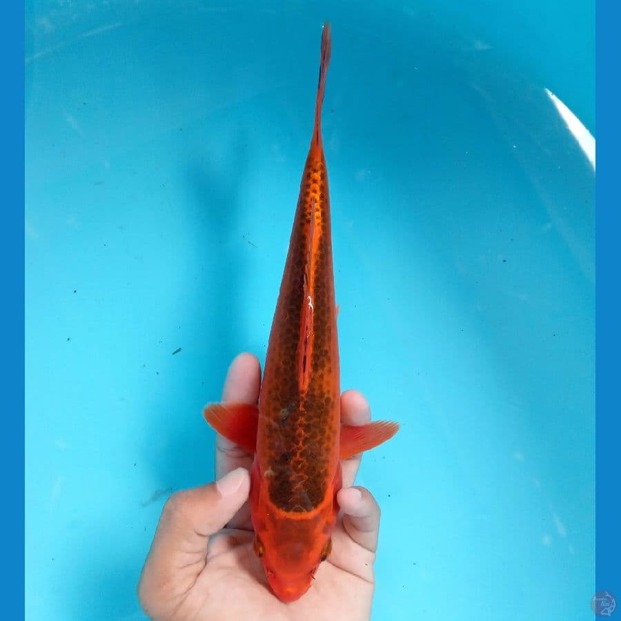 AKA MATSUBA MALE 25CM