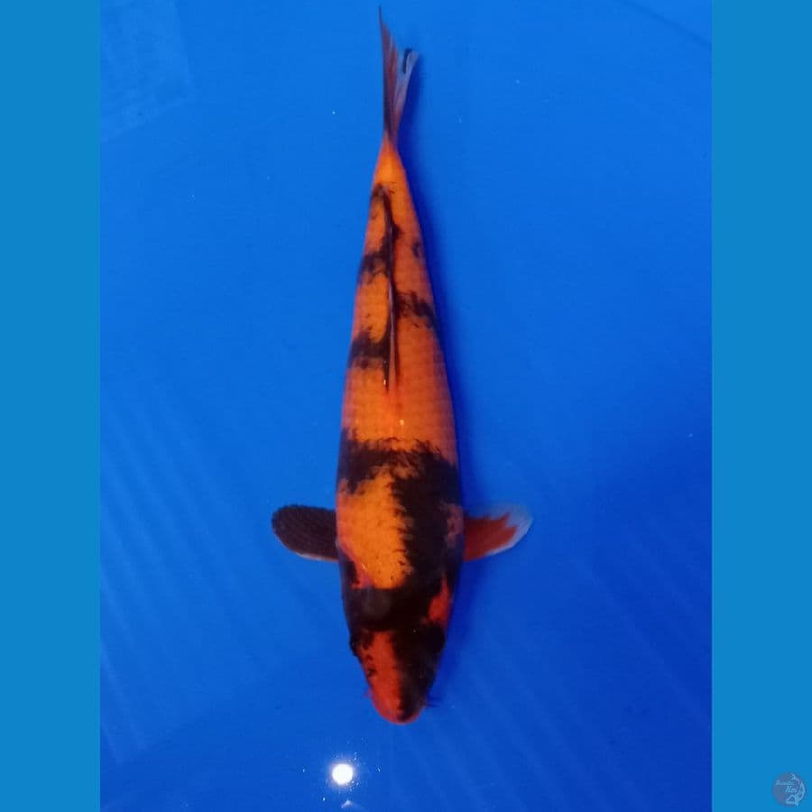 UTSURI 25 CM ADA CEKUNGAN DIKIT BAGIAN KEPALA