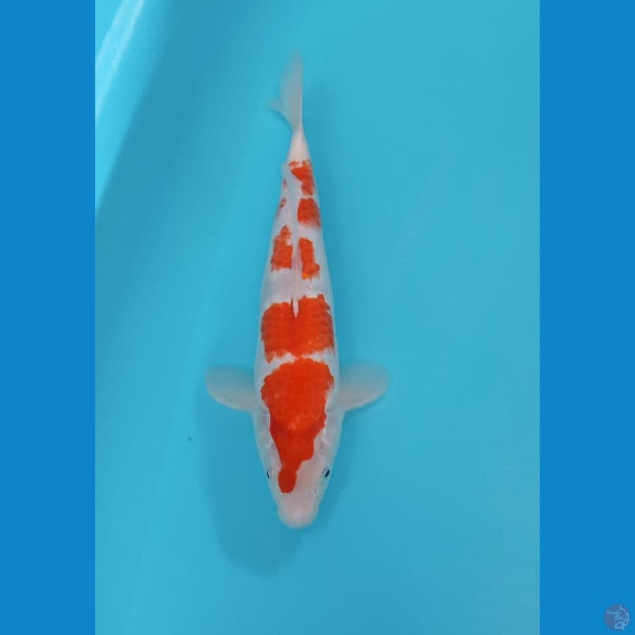 KOHAKU 31 CM